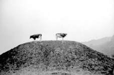 Hugo Haase
Zwei Kühe auf Anhöhe
(1963)
© Stiftung Stadtmuseum Berlin